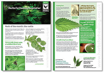 The nettle and its medicinal benefits